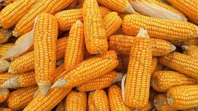 Afgei Maize