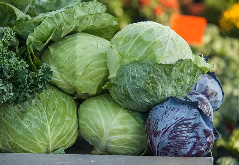 Cabbage
